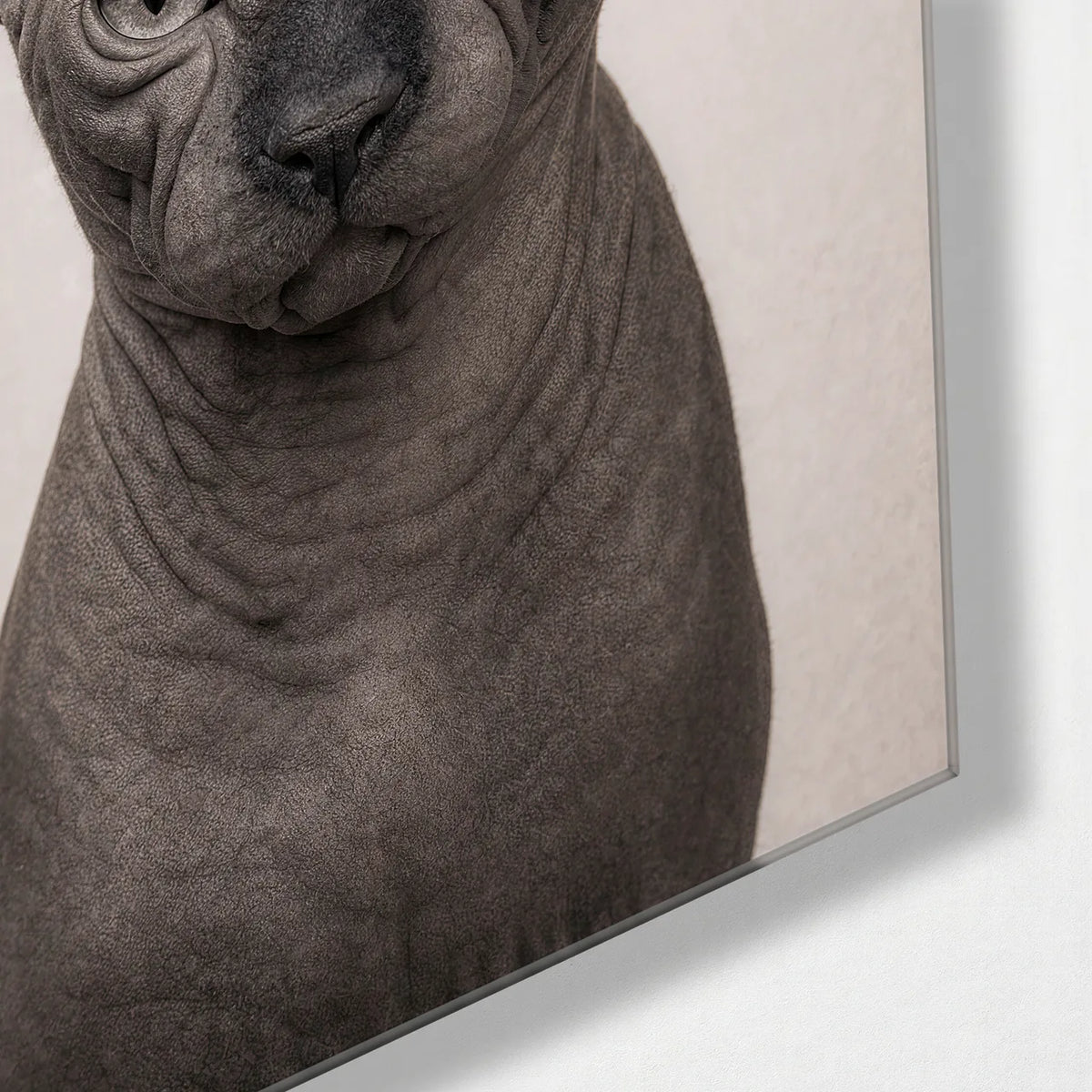 Sphinx Stare — corner detail of glass wall art