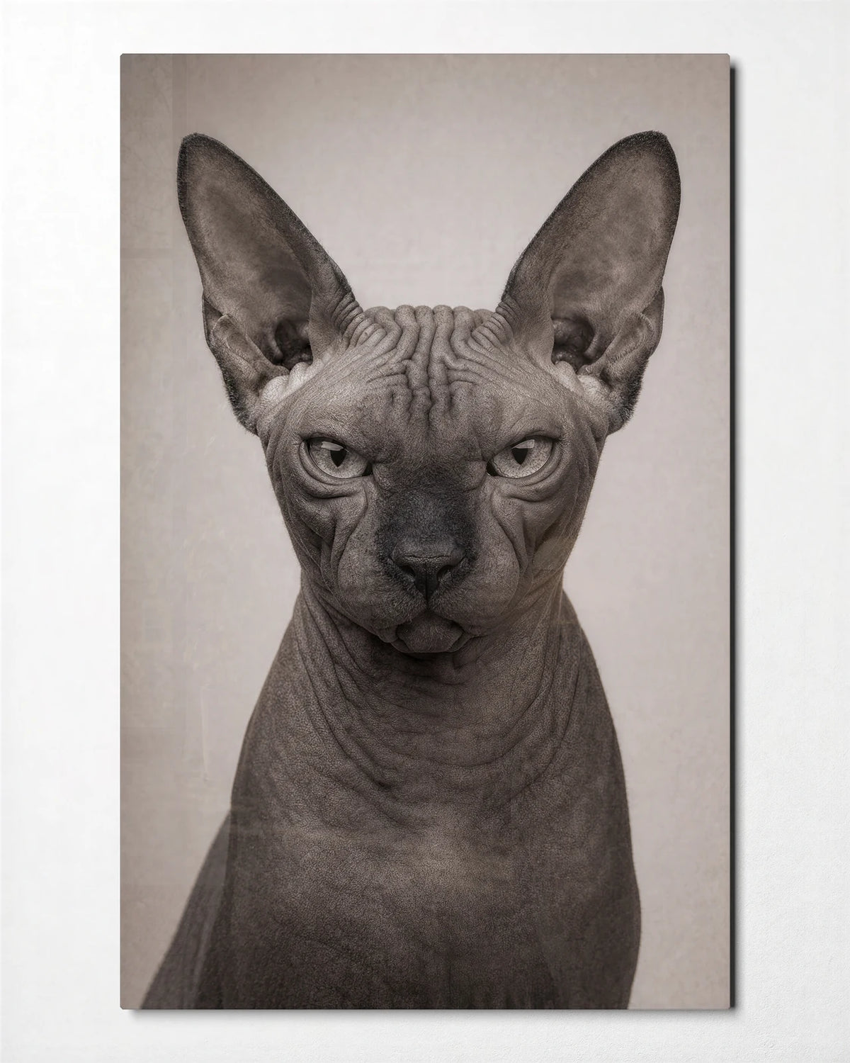 Sphinx Stare — front view of glass wall art