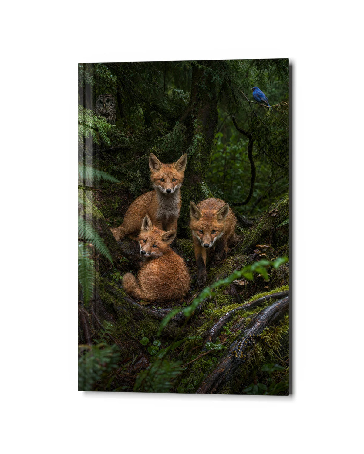 Foxes in the Ferns — studio view of glass wall art