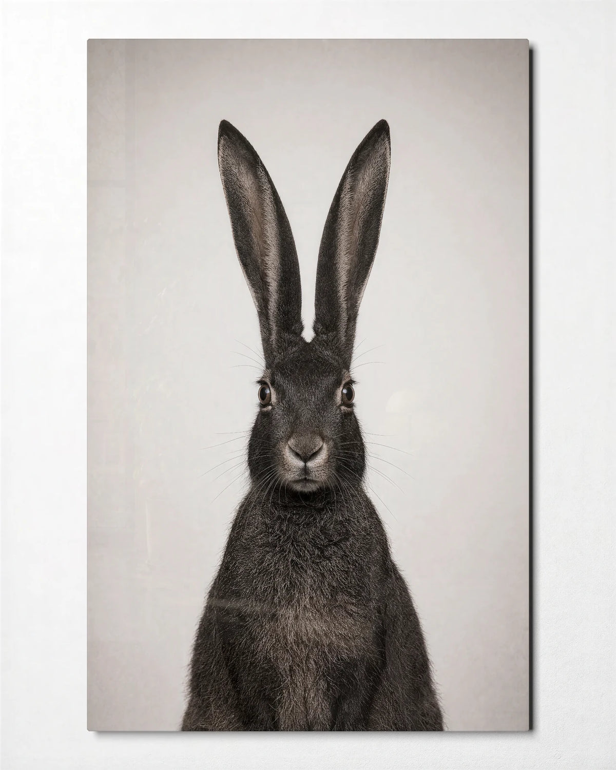 All Ears — front view of glass wall art