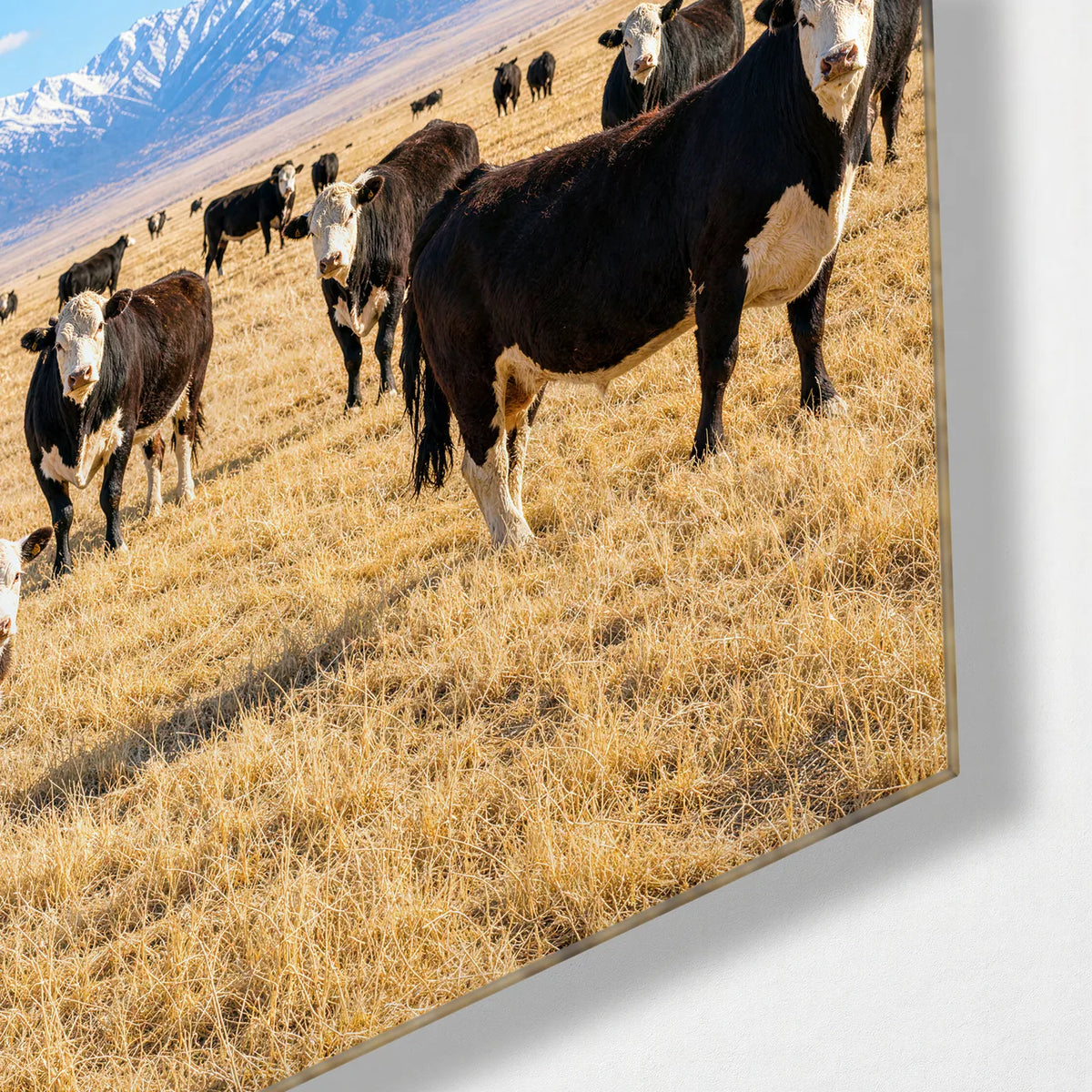 Cows under Open Sky — corner detail of glass wall art