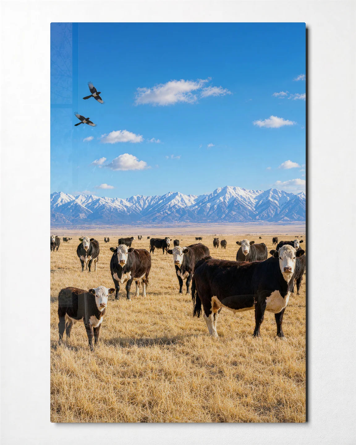 Cows under Open Sky — front view of glass wall art
