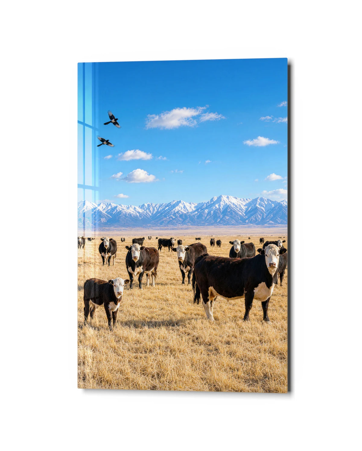 Cows under Open Sky — studio view of glass wall art