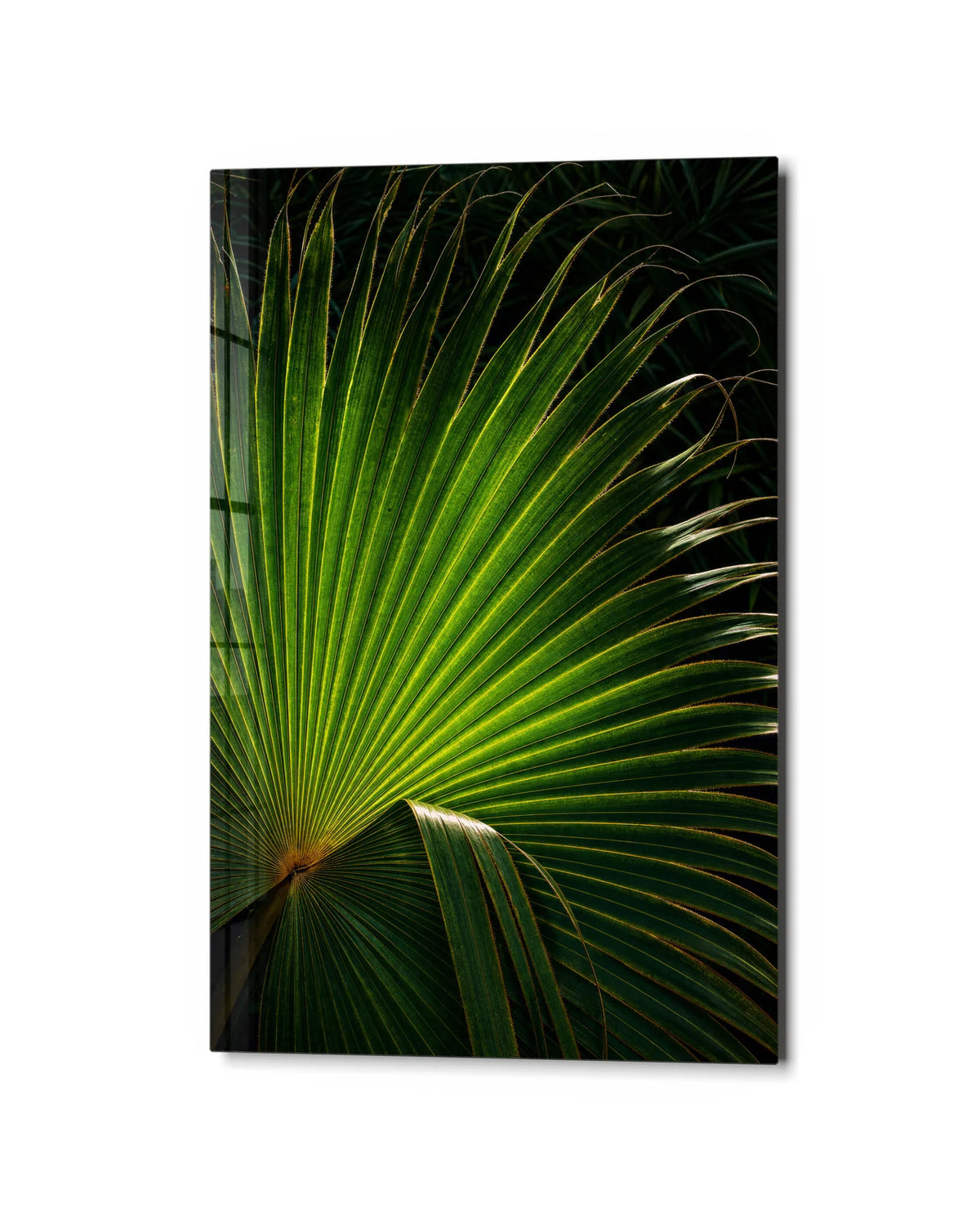 Palm Fan — studio view of glass wall art