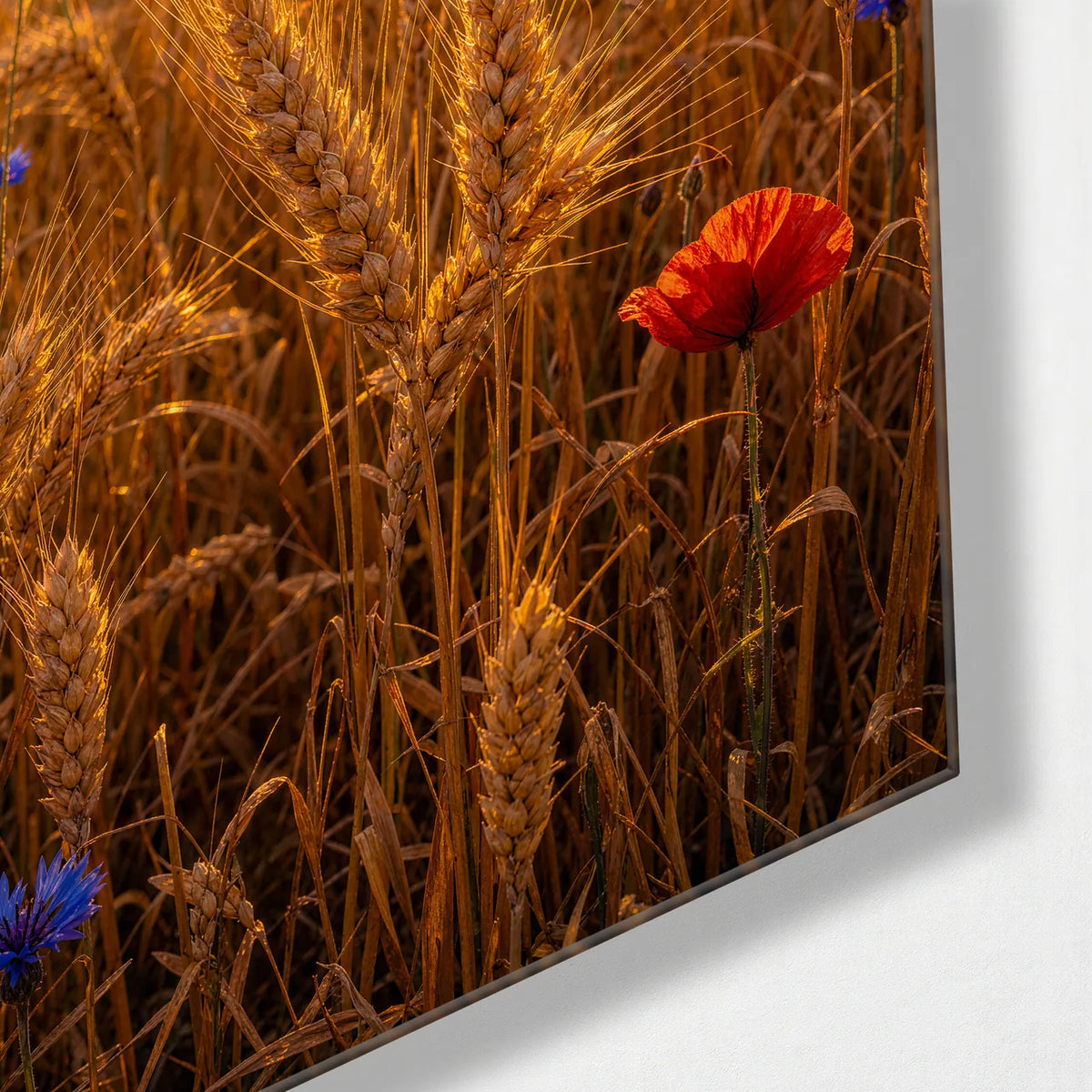 Flowers in the Wheat — corner detail of glass wall art