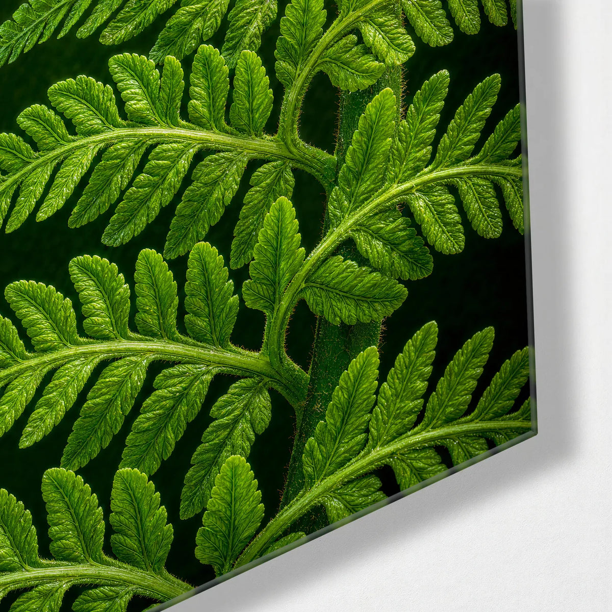 Fern Unfolding — corner detail of glass wall art