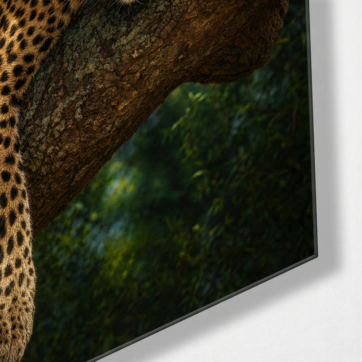Leopard at Rest — corner detail of glass wall art