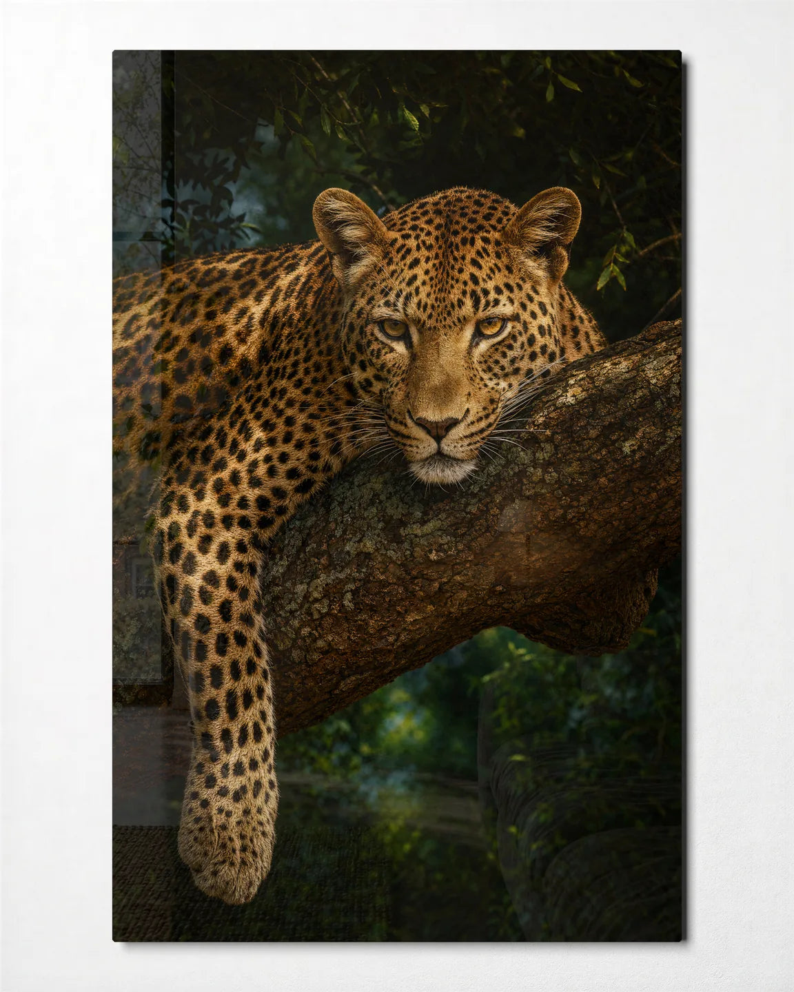 Leopard at Rest — front view of glass wall art