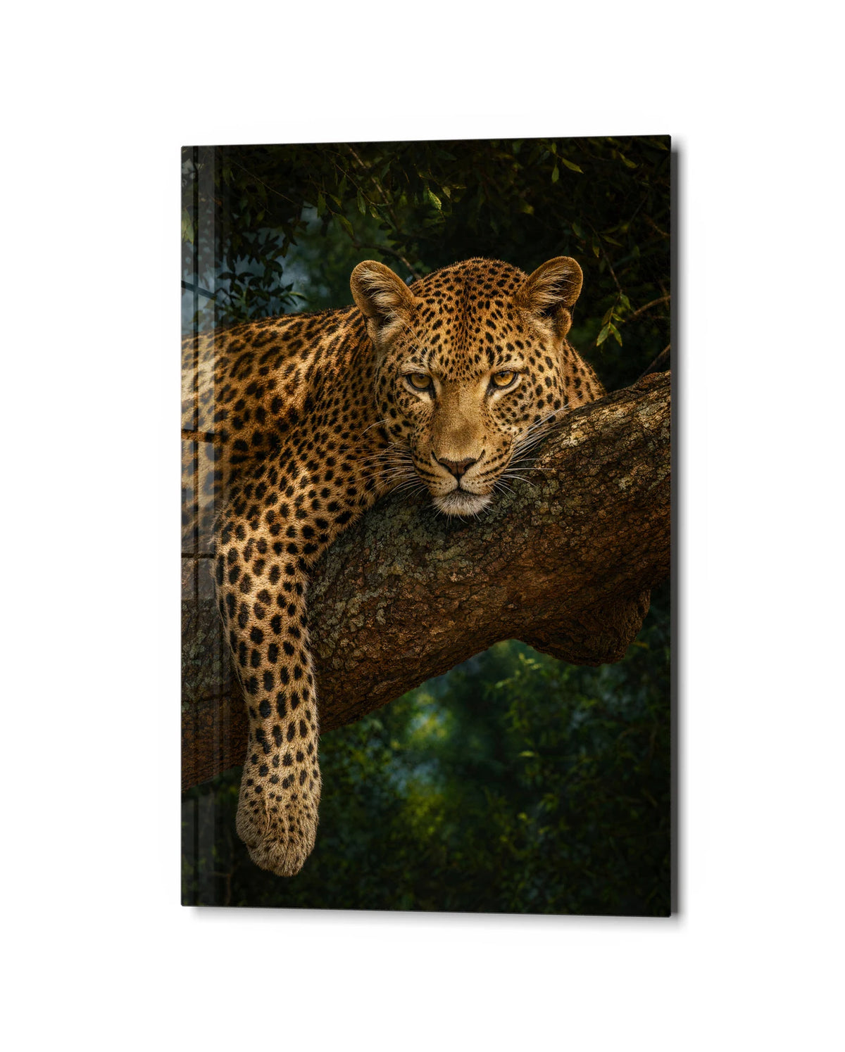 Leopard at Rest — studio view of glass wall art