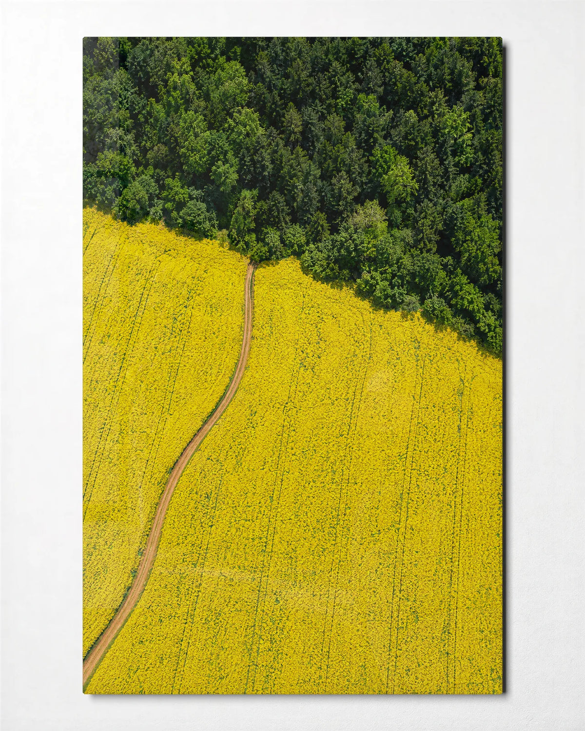 Yellow Field Edge — front view of glass wall art