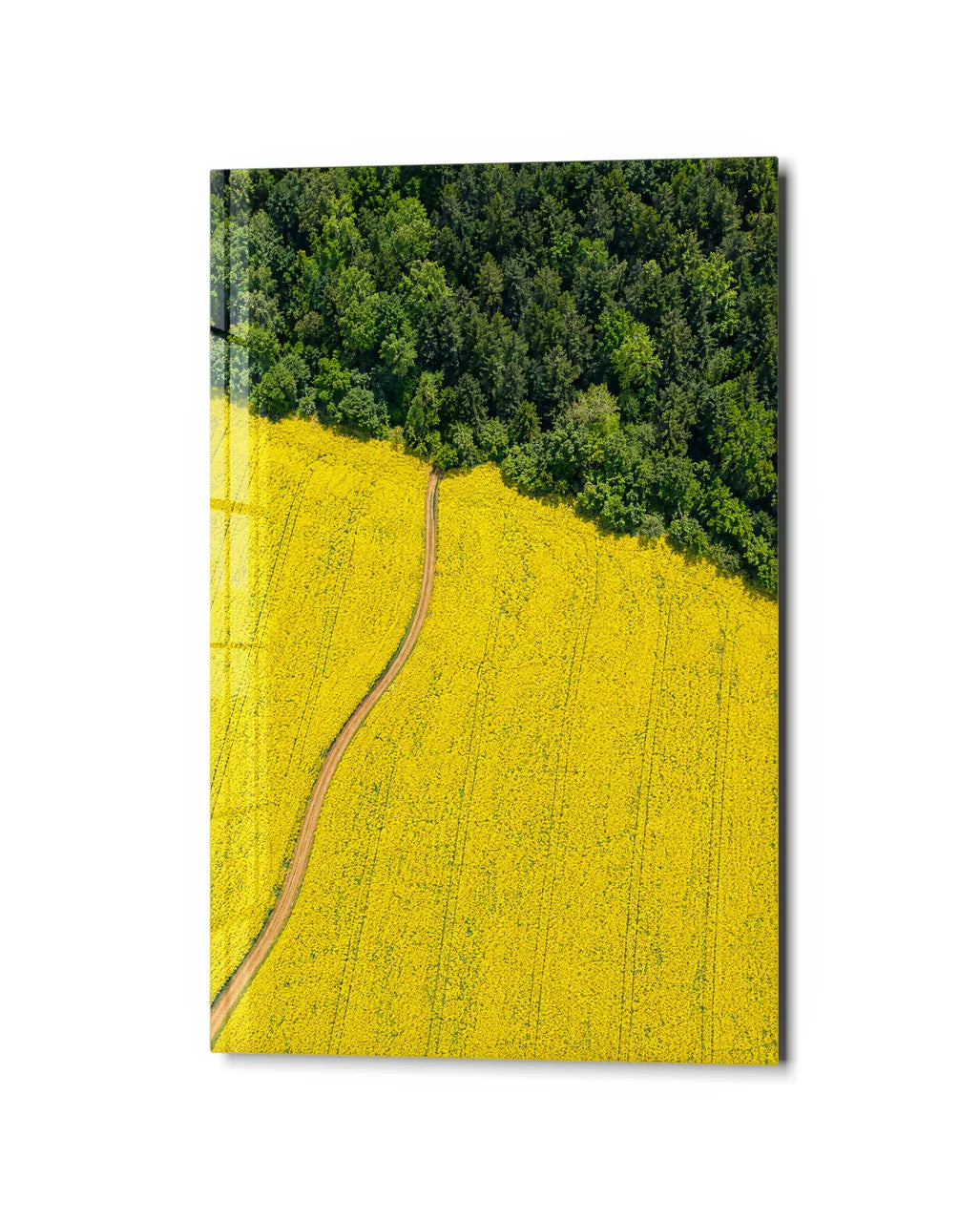 Yellow Field Edge — studio view of glass wall art