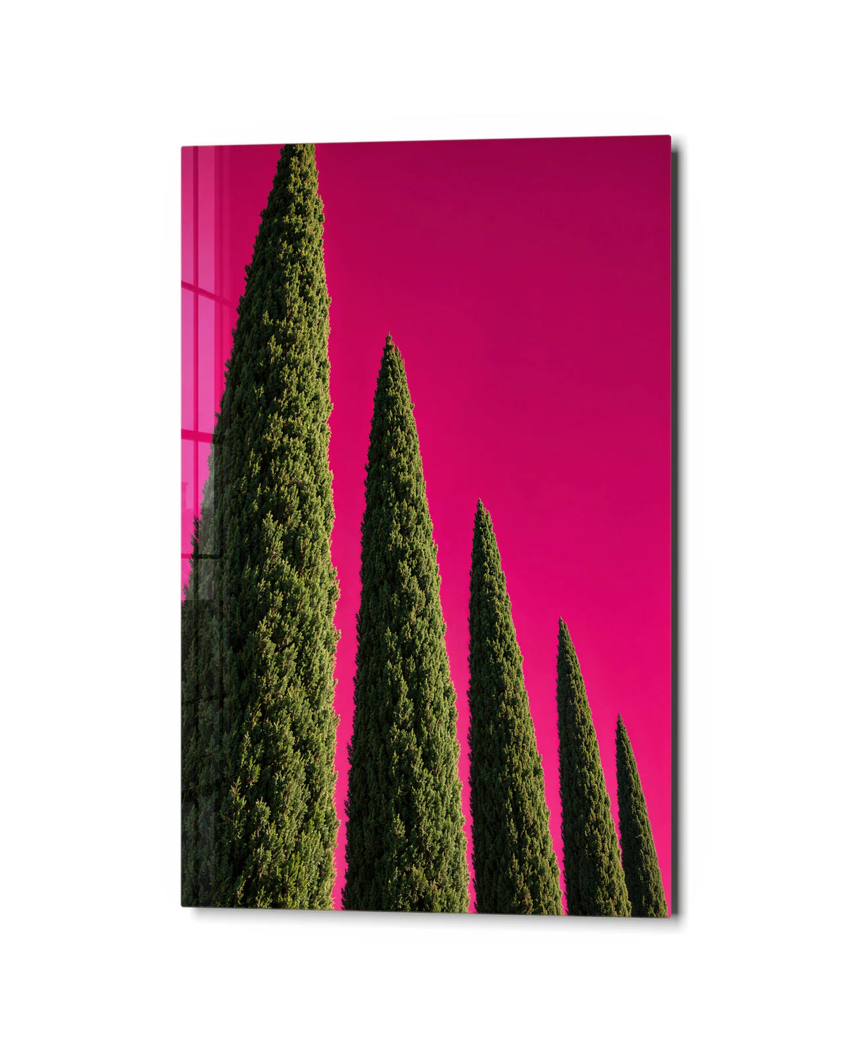 Cypress in Pink — studio view of glass wall art