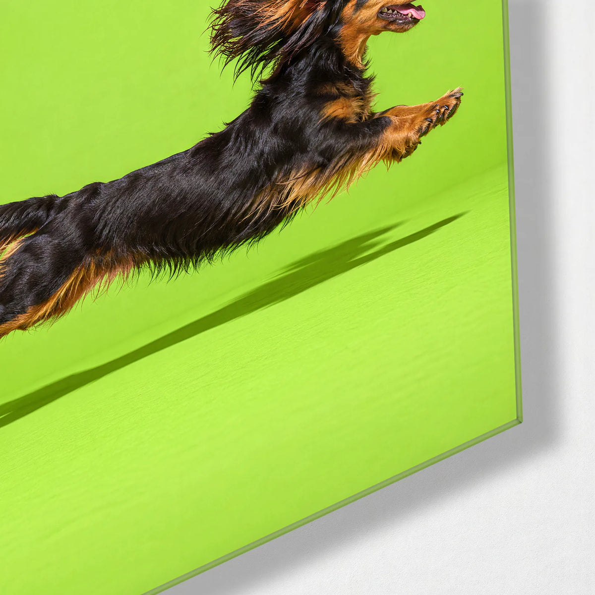 Dachshund in Flight — corner detail of glass wall art