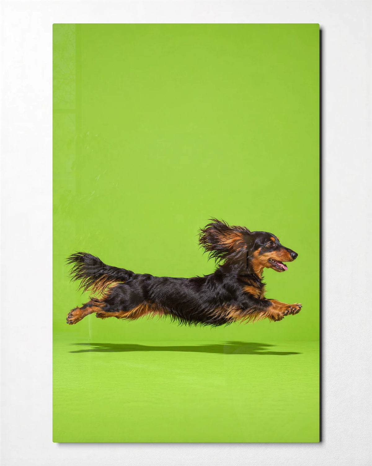 Dachshund in Flight — front view of glass wall art