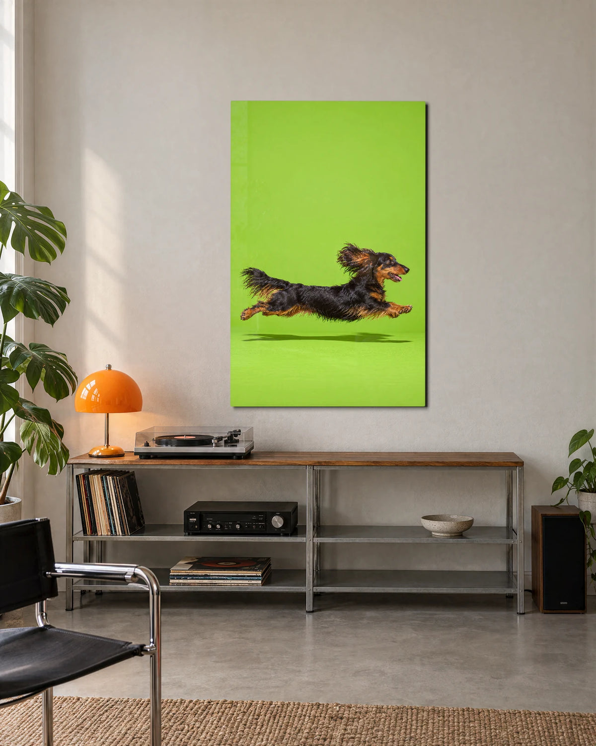 Dachshund in Flight — shown in a living space