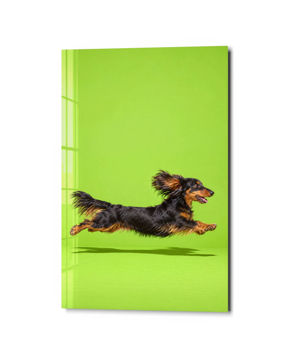 Dachshund in Flight — studio view of glass wall art
