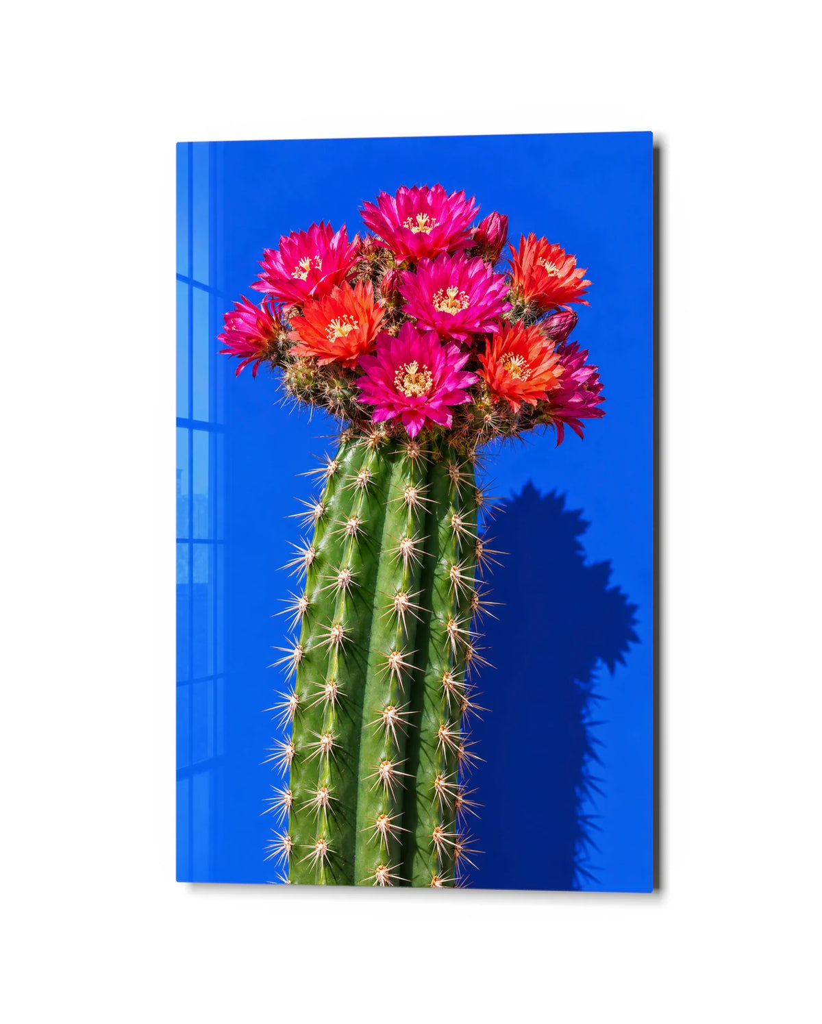 Cactus Wearing Pink — studio view of glass wall art