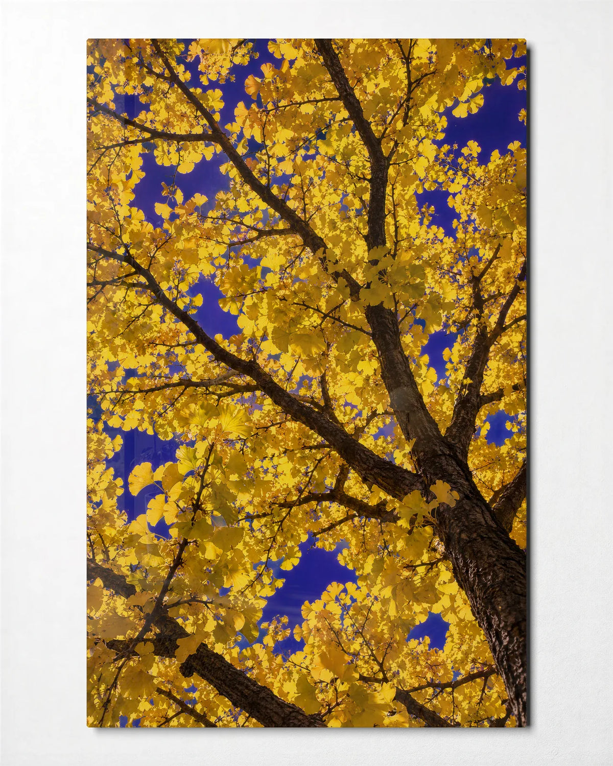 Look Up in Yellow — front view of glass wall art