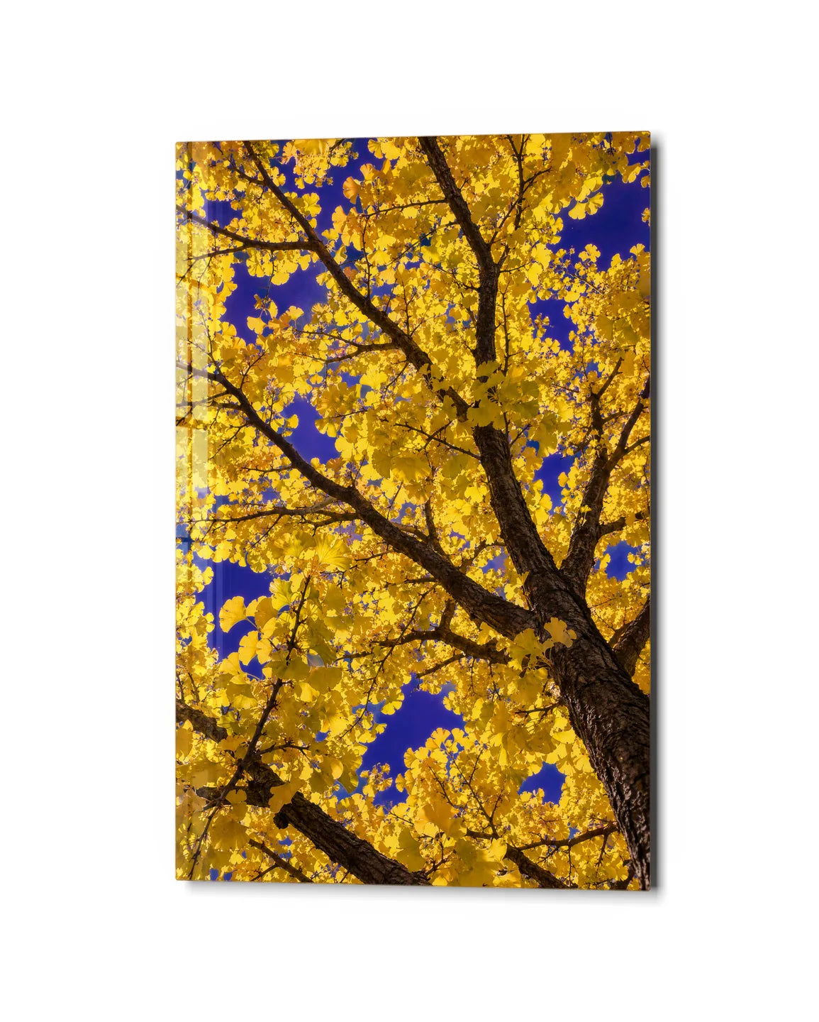 Look Up in Yellow — studio view of glass wall art
