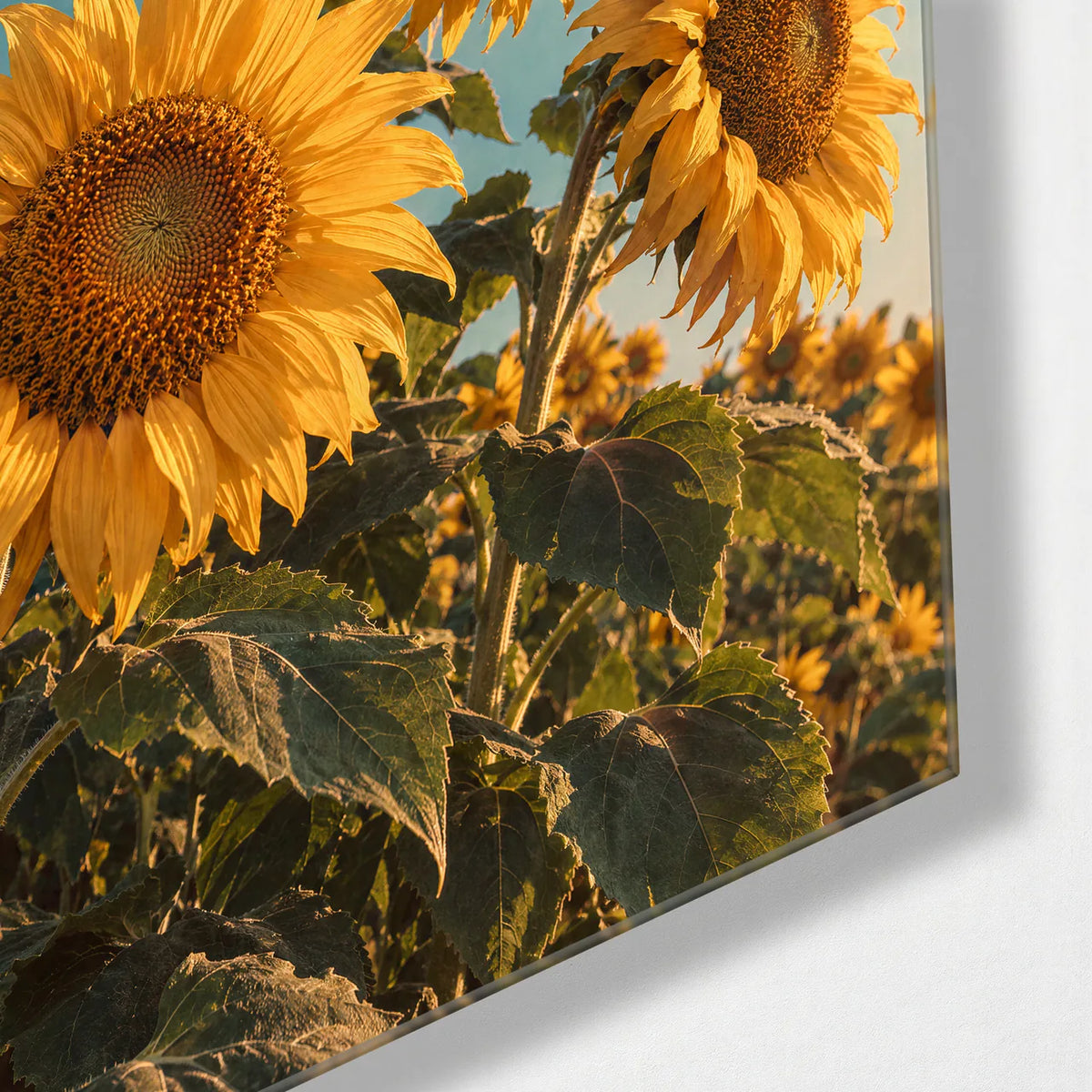 Sunflowers Turning — corner detail of glass wall art