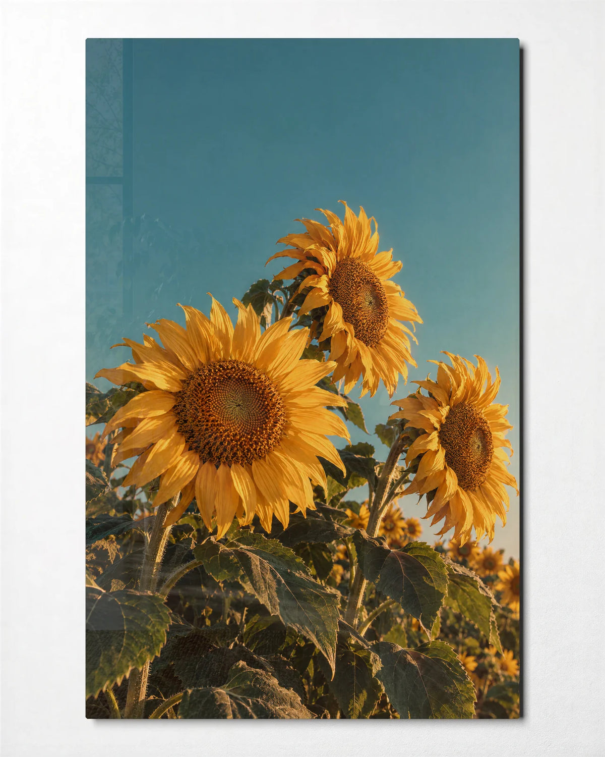 Sunflowers Turning — front view of glass wall art