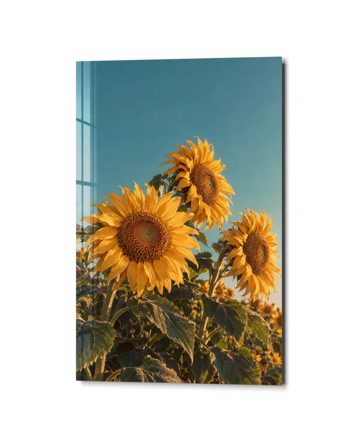 Sunflowers Turning — studio view of glass wall art