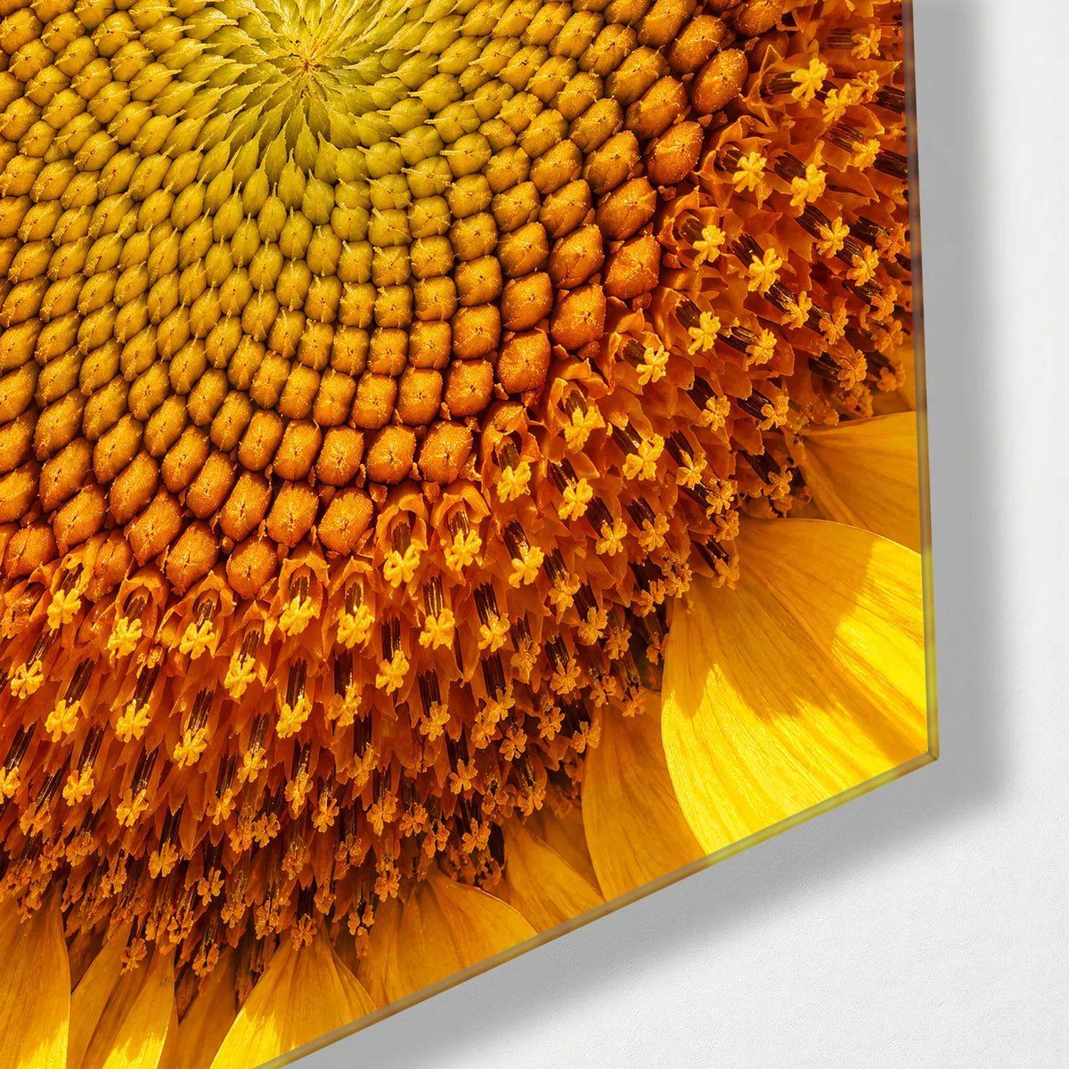 Sunflower Centre — corner detail of glass wall art