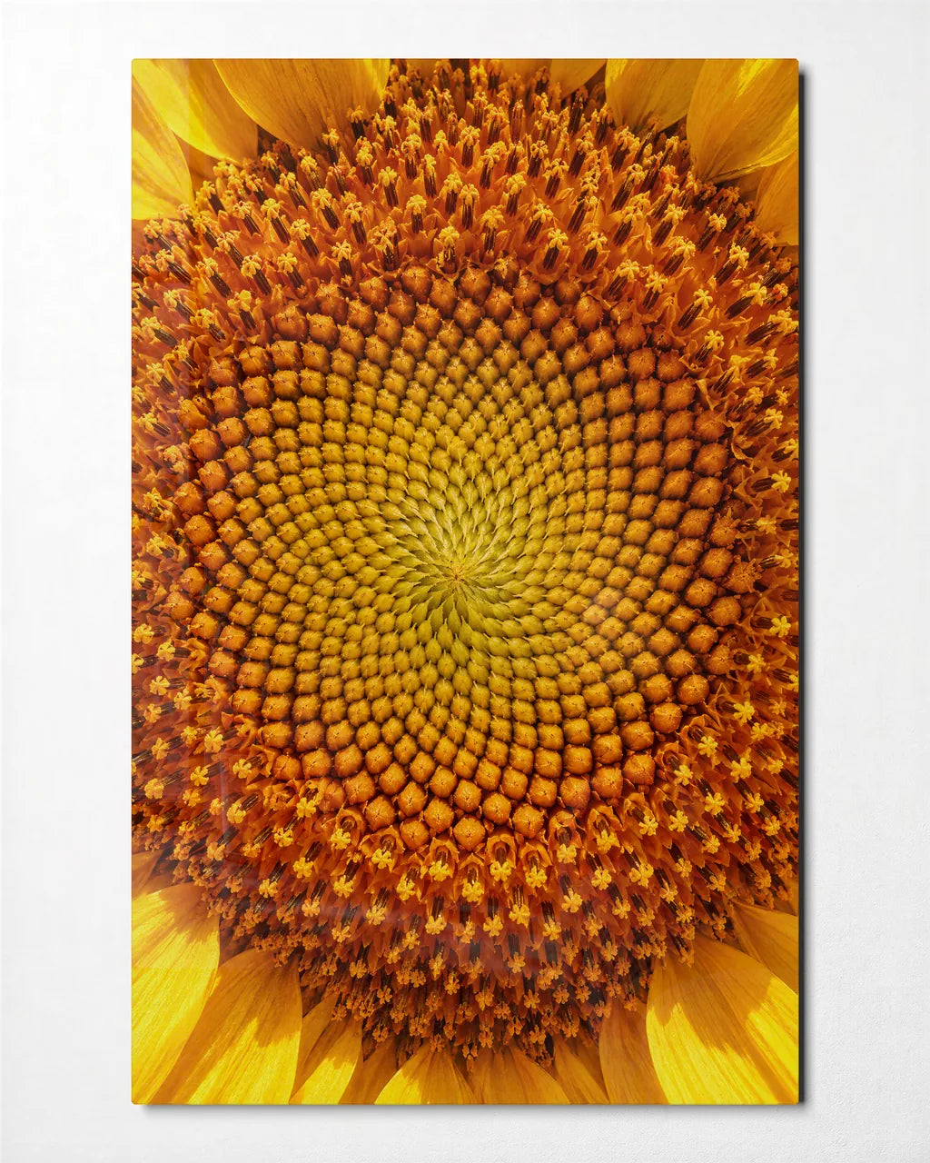 Sunflower Centre — front view of glass wall art