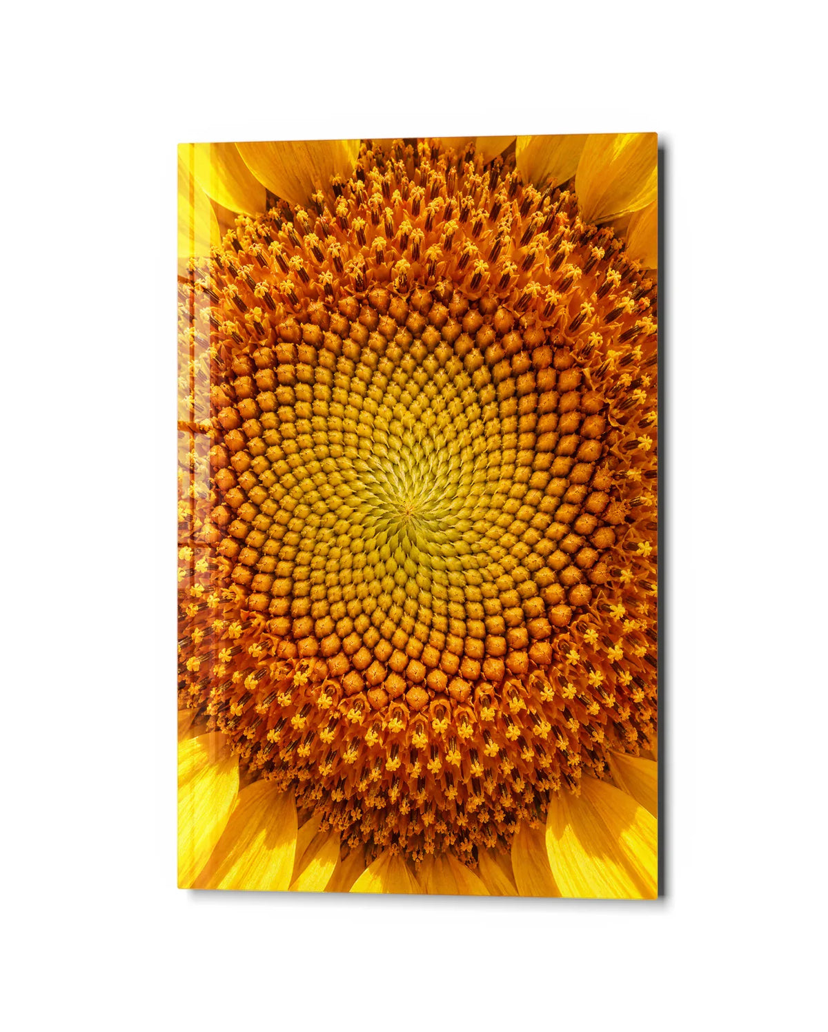 Sunflower Centre — studio view of glass wall art