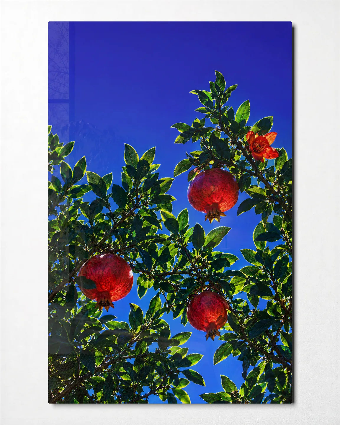 Pomegranates Overhead — front view of glass wall art