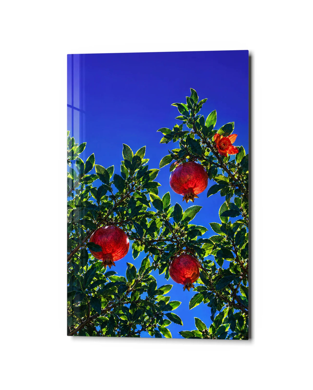 Pomegranates Overhead — studio view of glass wall art