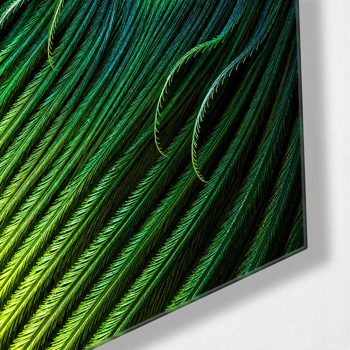 A Feather in Colour — corner detail of glass wall art
