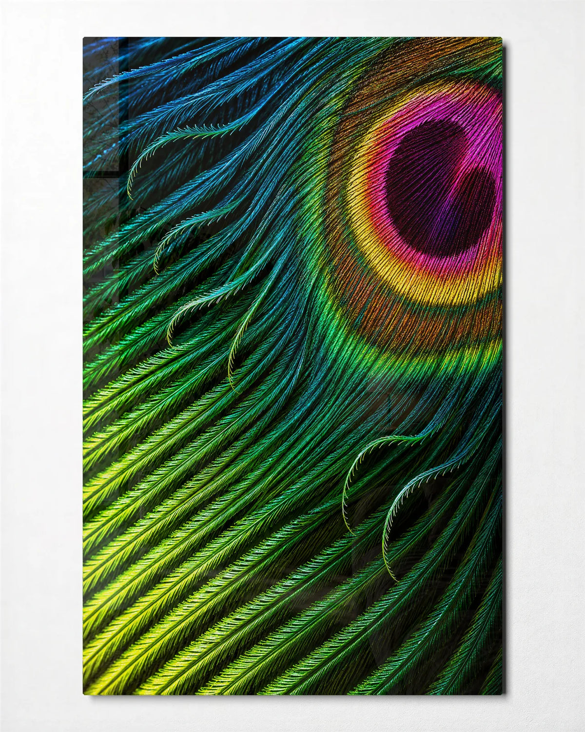 A Feather in Colour — front view of glass wall art