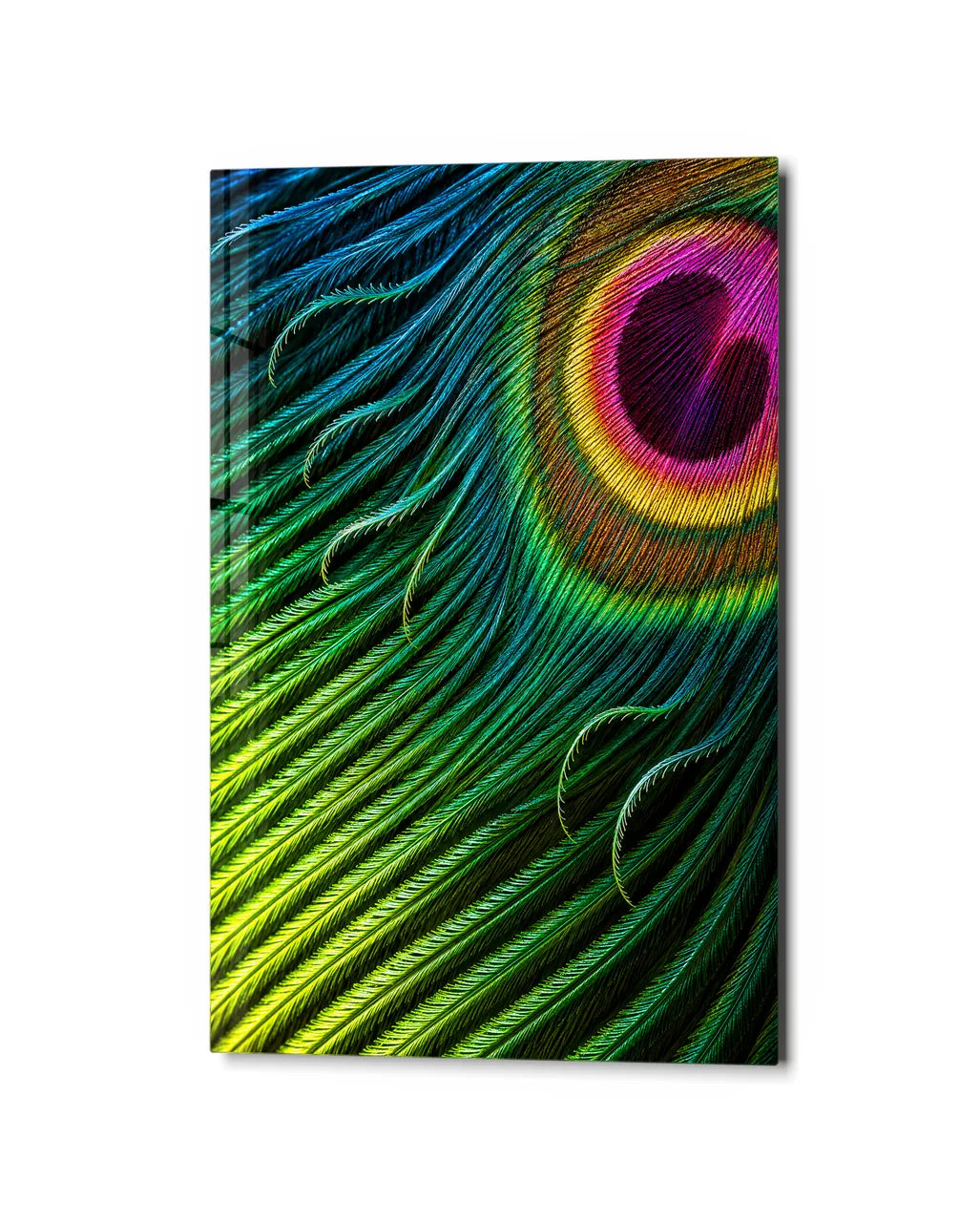 A Feather in Colour — studio view of glass wall art