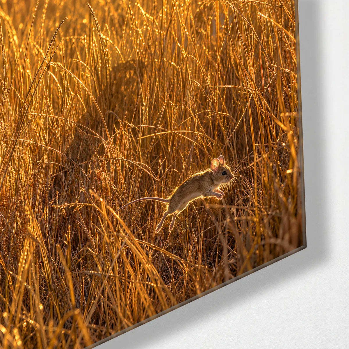 Midair in the Grass — corner detail of glass wall art