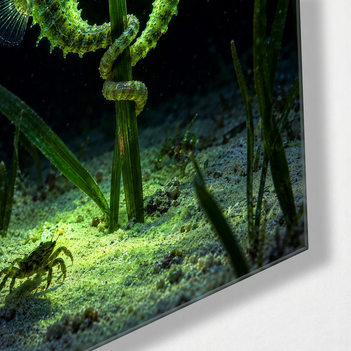 Two Seahorses — corner detail of glass wall art