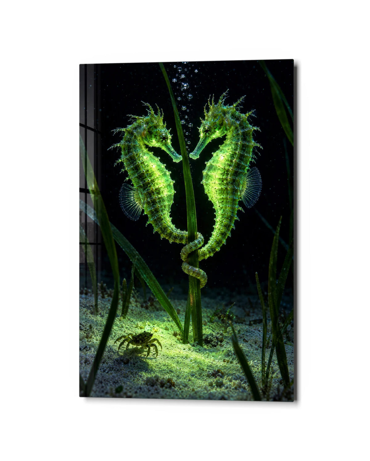 Two Seahorses — studio view of glass wall art