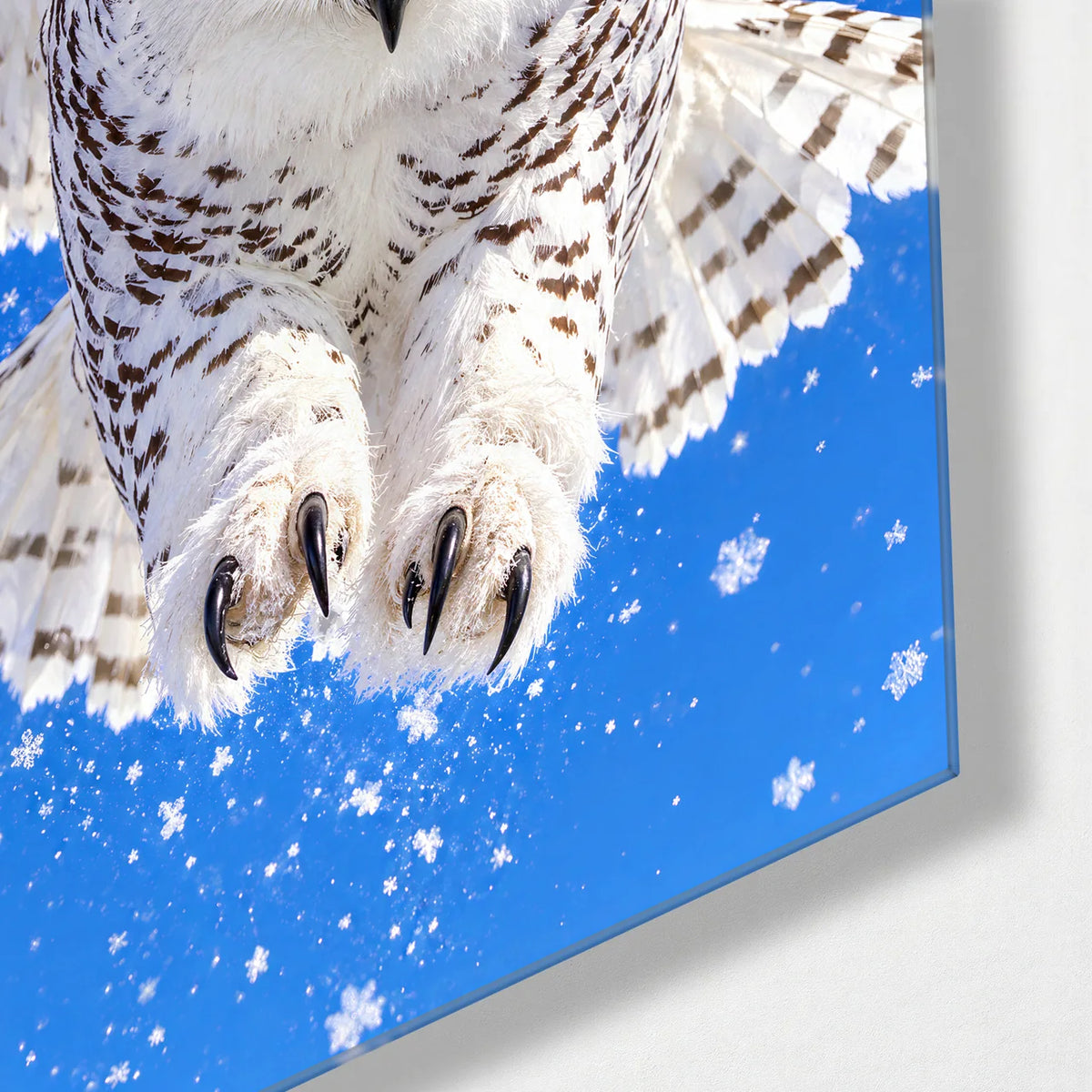 Snowy Owl in Flight — corner detail of glass wall art