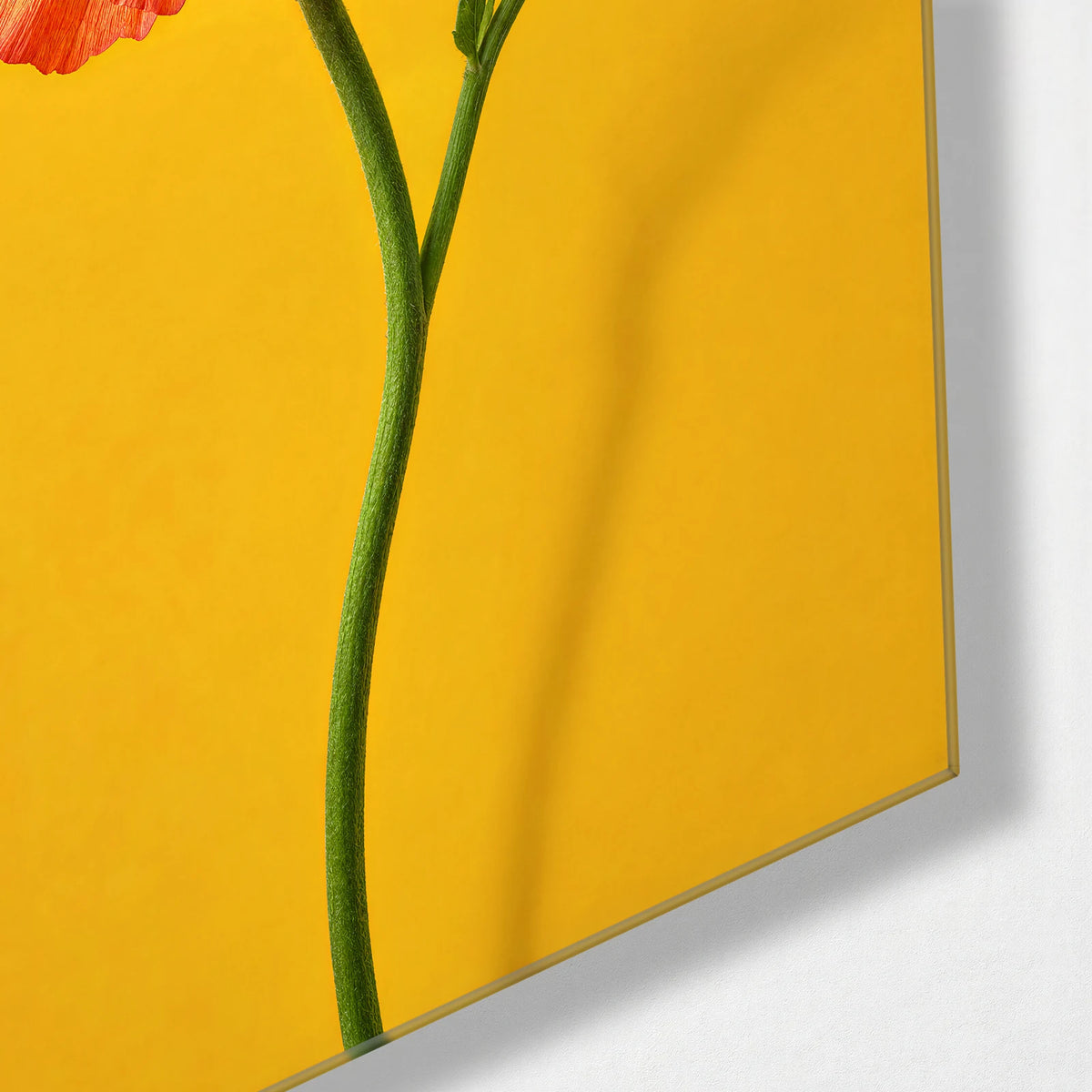Ranunculus on Mustard — corner detail of glass wall art