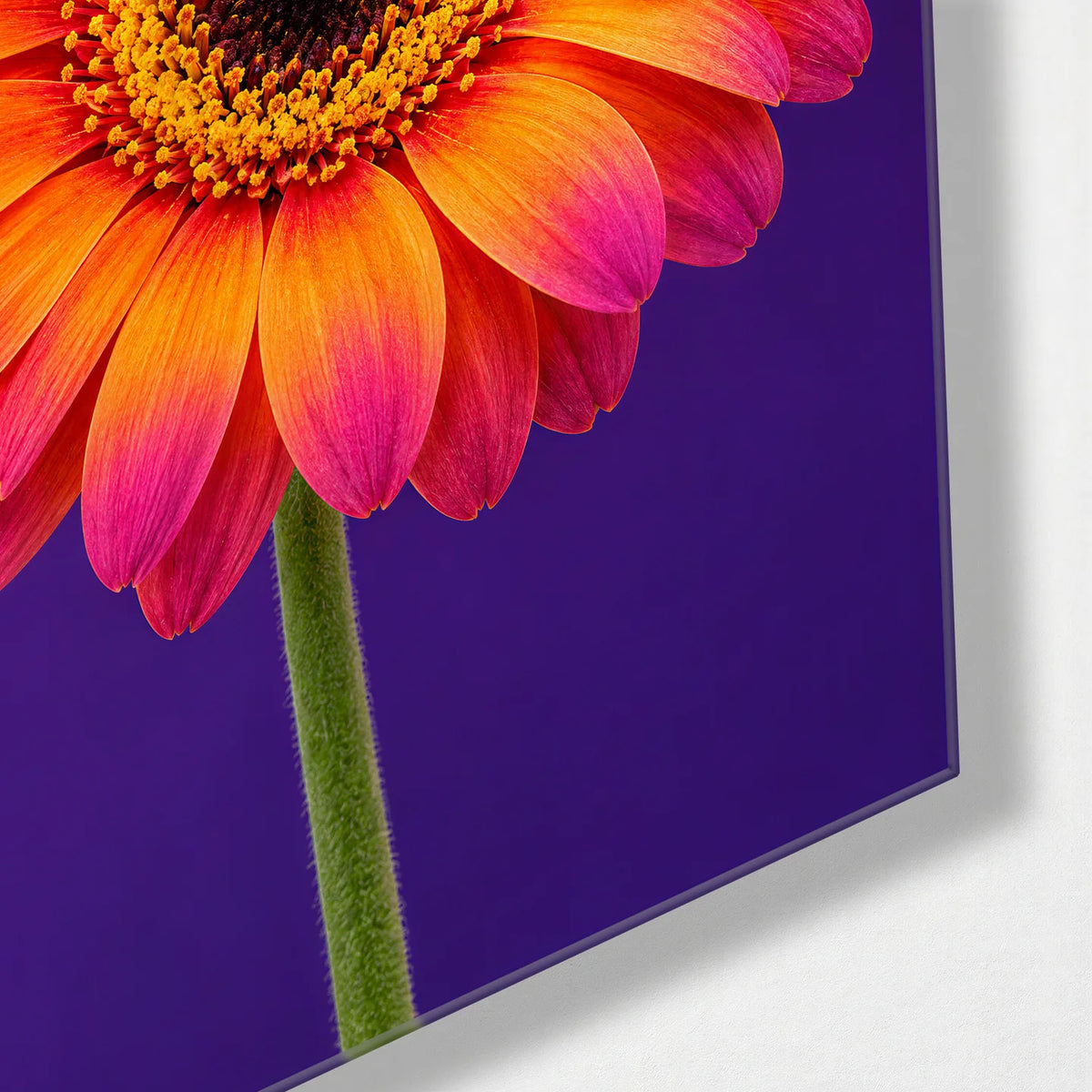 Gerbera and Ladybird — corner detail of glass wall art