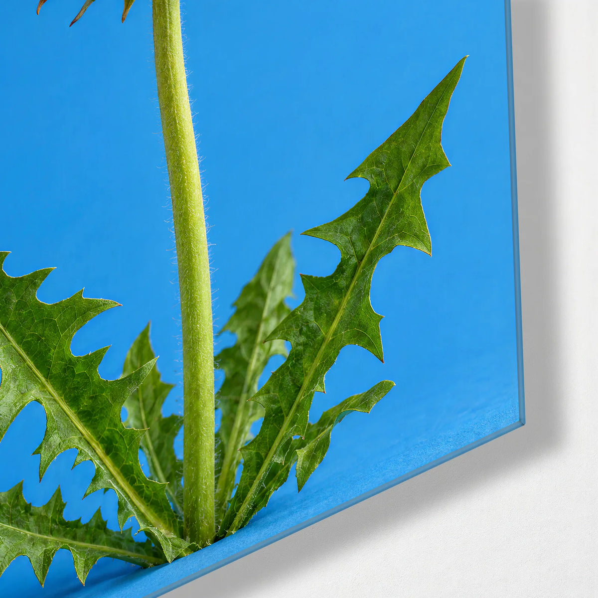 Dandelion Seasons Trio — corner detail of one glass panel