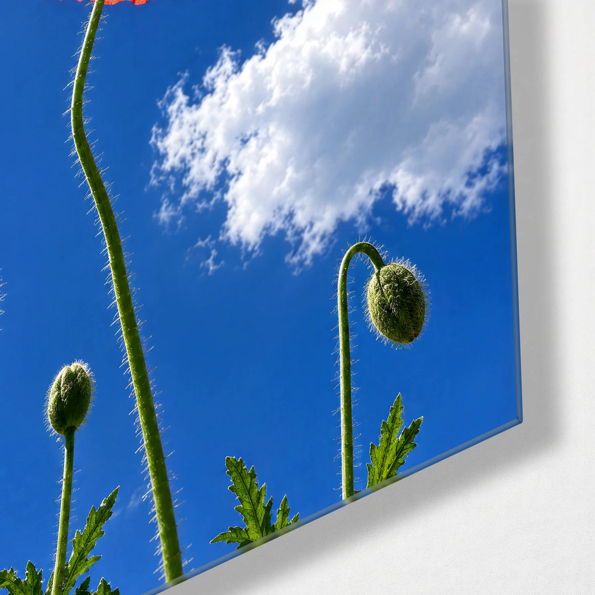 One Poppy in the Sky — corner detail of glass wall art