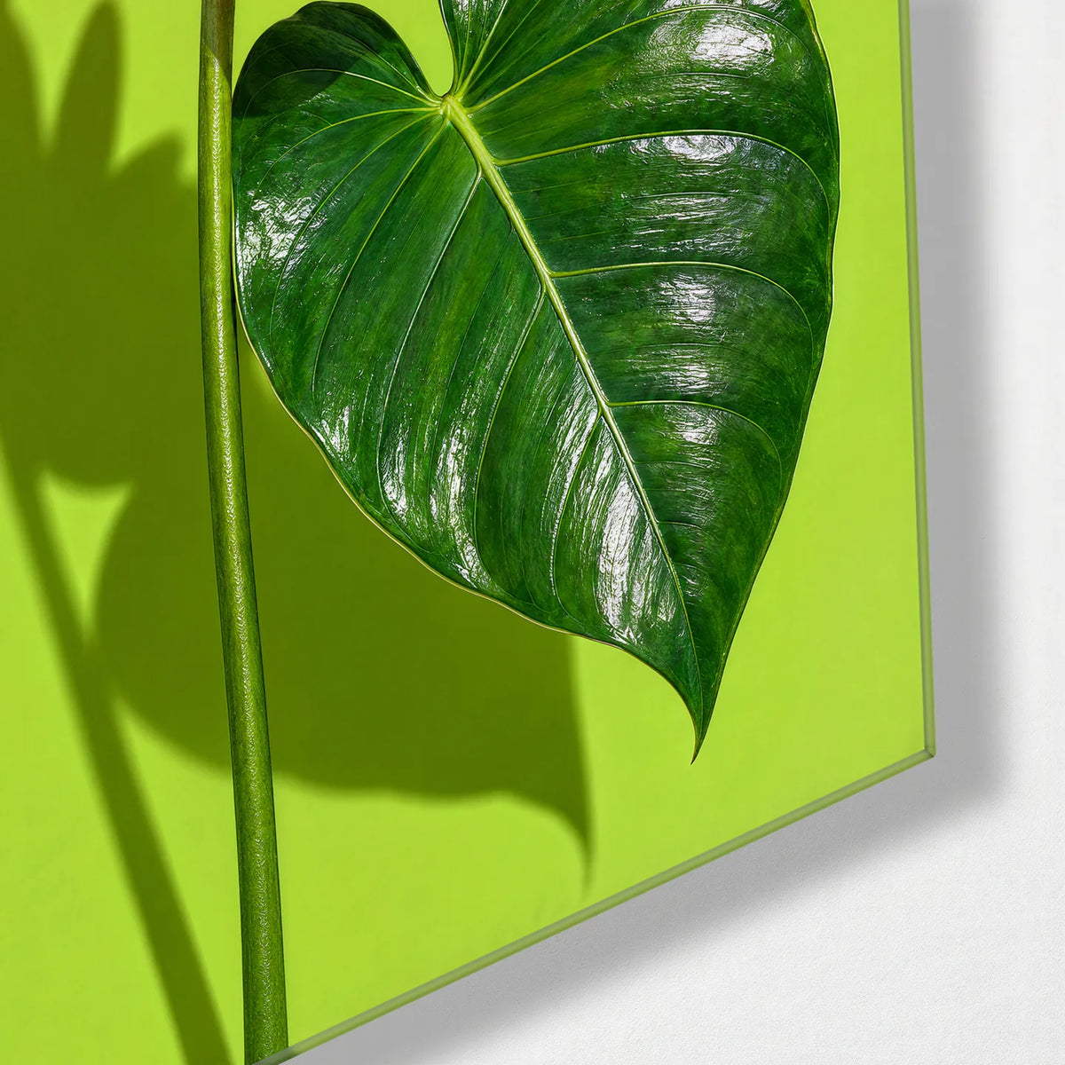 Anthurium on Lime — corner detail of glass wall art