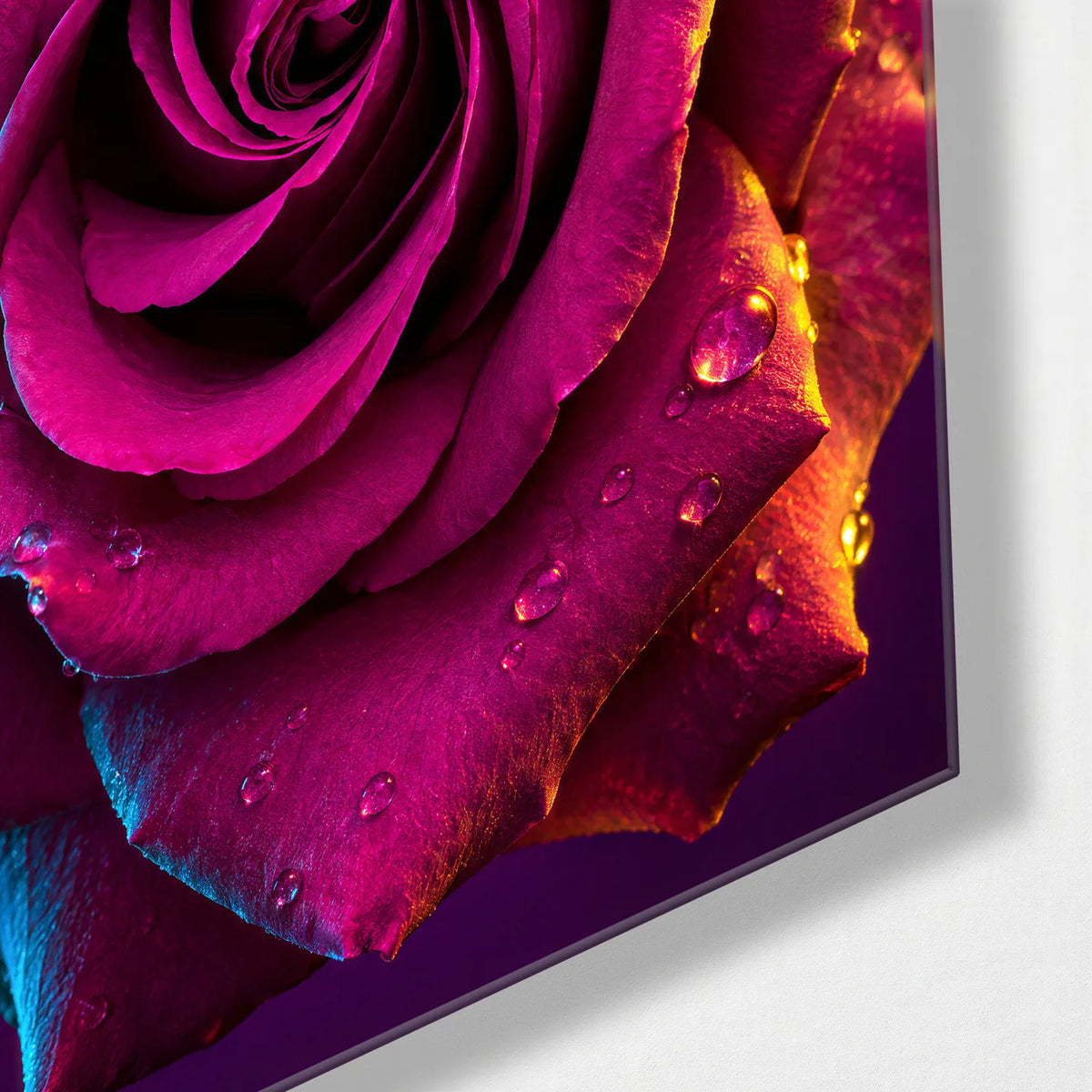 Rose in Two Lights — corner detail of glass wall art