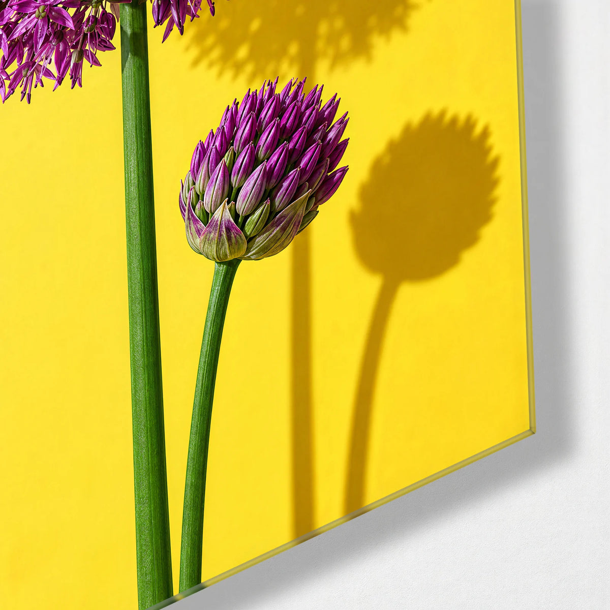 Allium on Lemon — corner detail of glass wall art