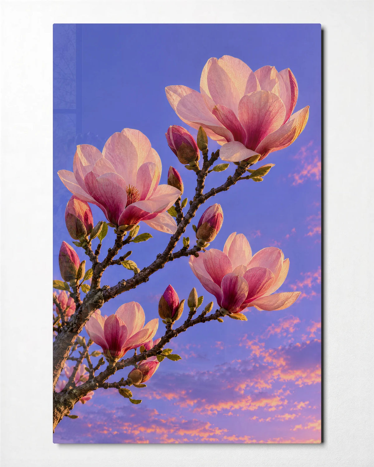 Magnolia Against the Sky — front view of glass wall art