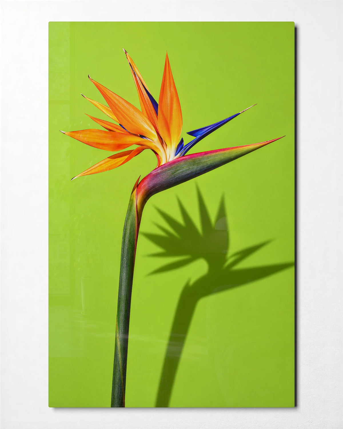 Strelitzia on Lime — front view of glass wall art