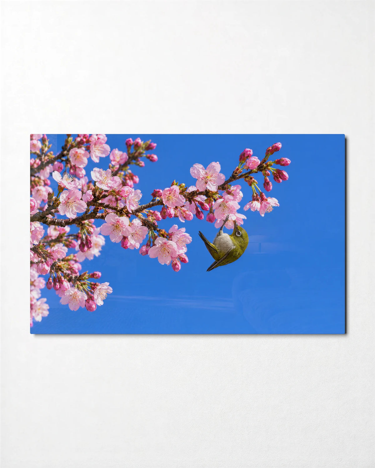 White-Eye in Blossom — front view of glass wall art