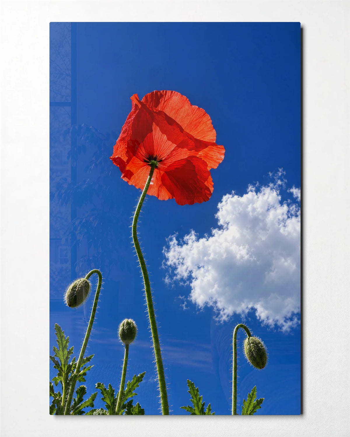 One Poppy in the Sky — front view of glass wall art