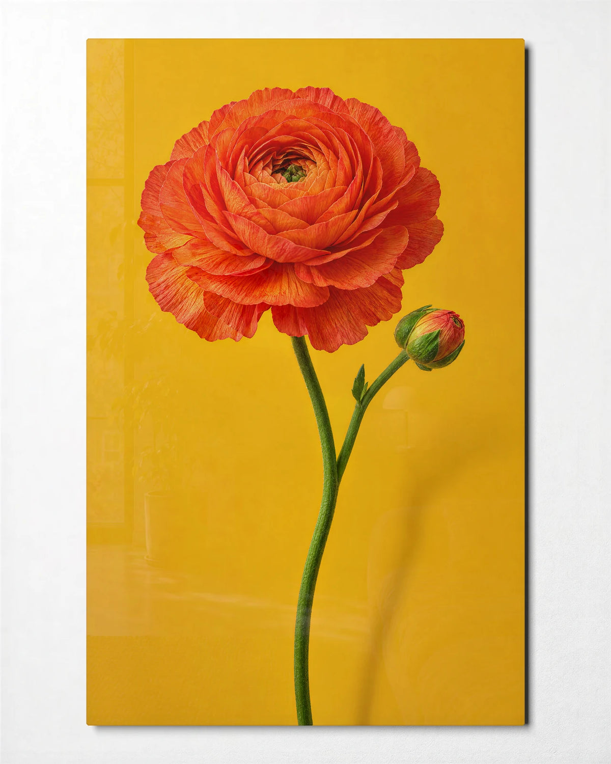 Ranunculus on Mustard — front view of glass wall art